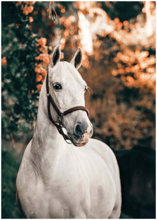 white horse sunlight poster