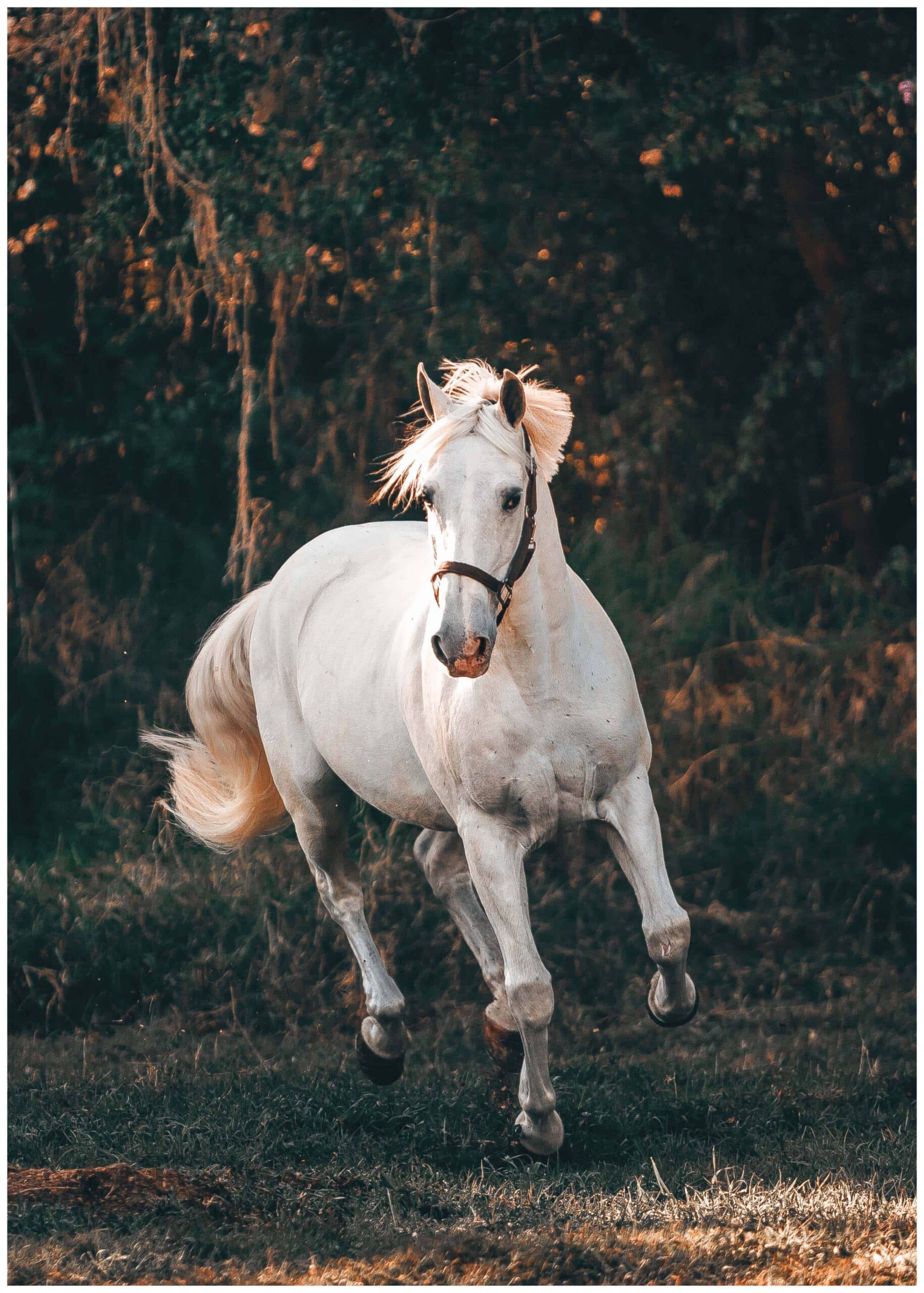 white running horse poster