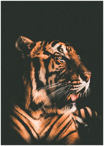 tiger dark background poster