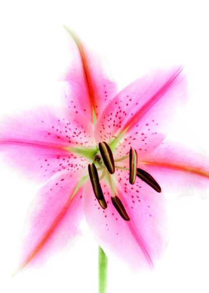 Stargazer  lily head on white background poster