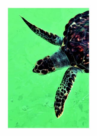 Hawksbill sea turtle poster