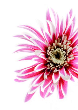 Dahlia flower head on white background poster