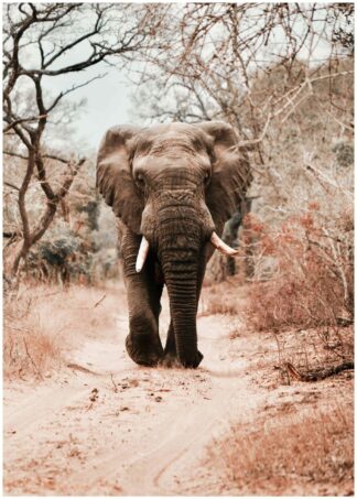 elephant on road poster