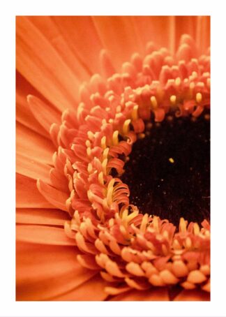 Orange marigolds flower poster