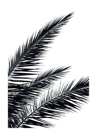 Black palms  tree poster