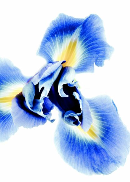 Phalaenopsis orchid on white background