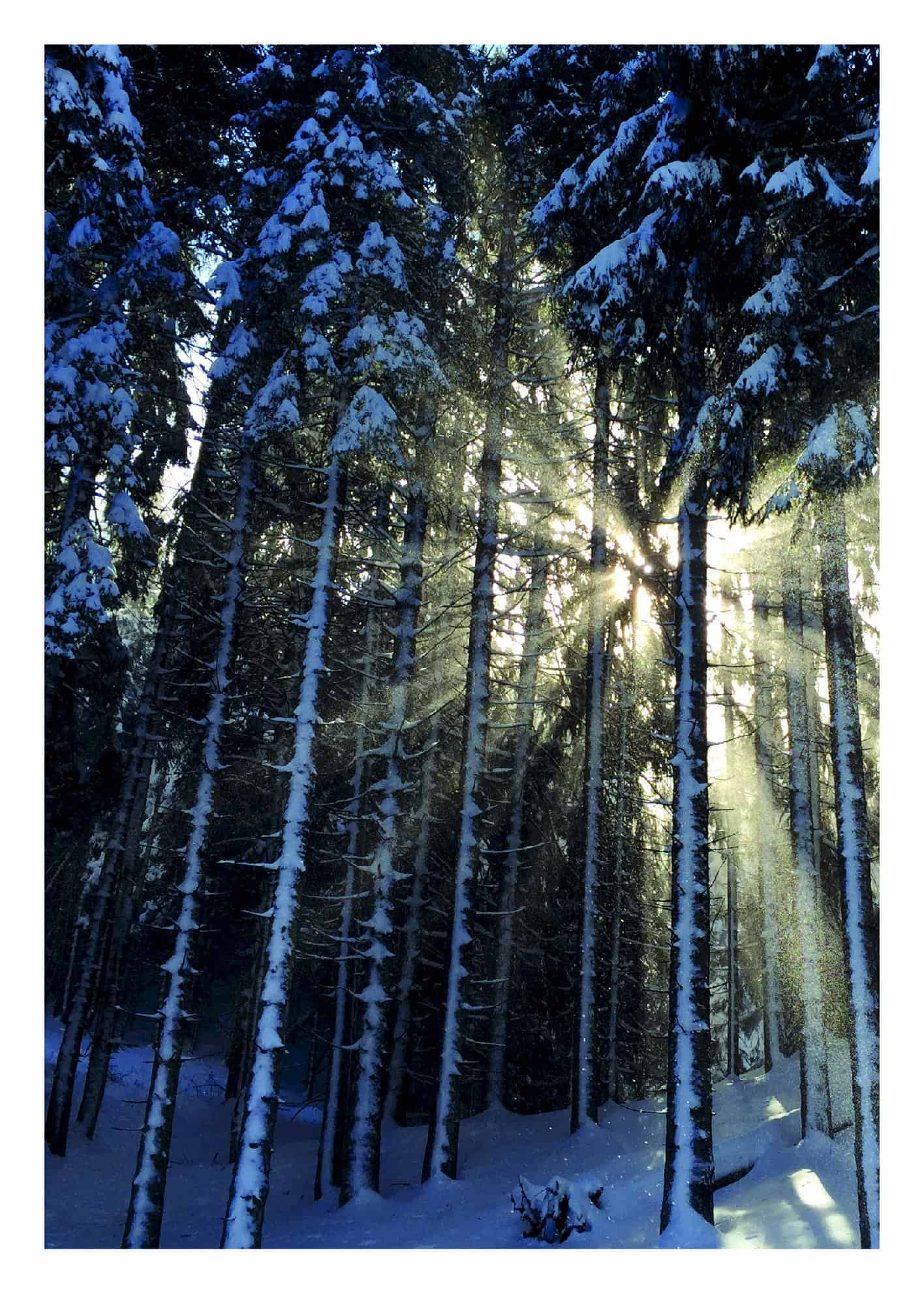 Sunshine  through snowy woods poster