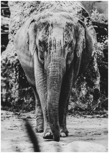 monochrome elephant poster