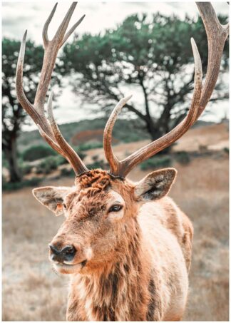 Deer antlers poster