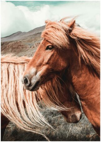 brown horses close up poster