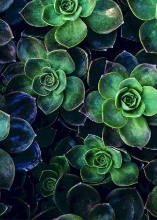 Succulent flowers from above poster