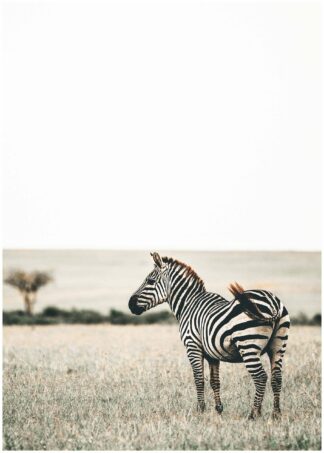 zebra fun facts poster