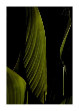 Banana leaves close-up poster