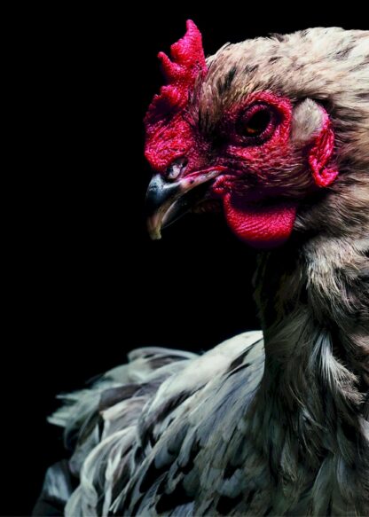 Hen portrait poster