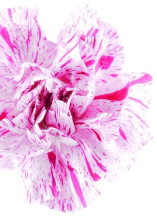 Carnation flower head on white background poster