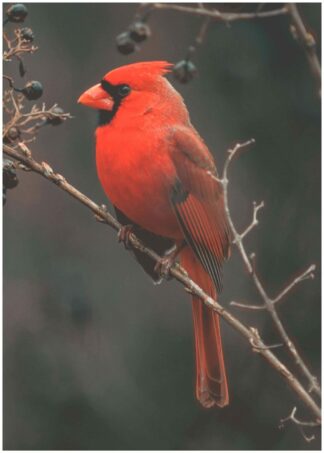 red bird poster