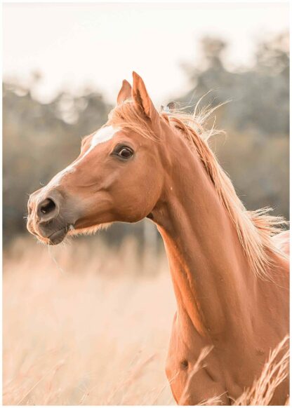 horse on summer field poster