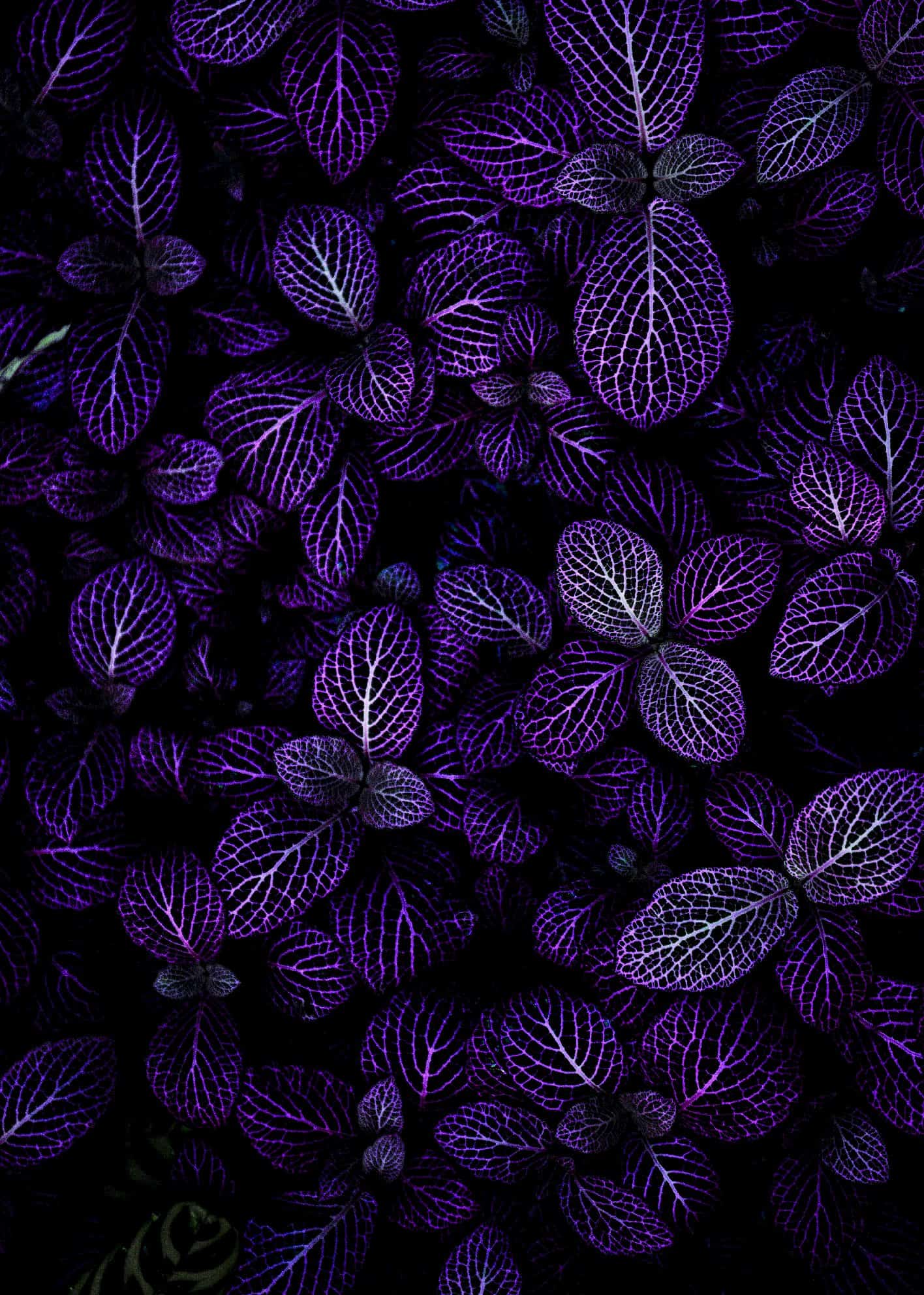 Purple flower close-up poster