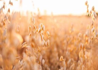 Crop field with ripe oat seed poster