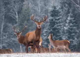 Deers at the edge of the winter forest poster