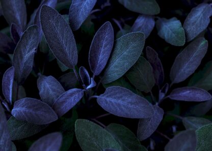 Coca foliage in purple and green poster