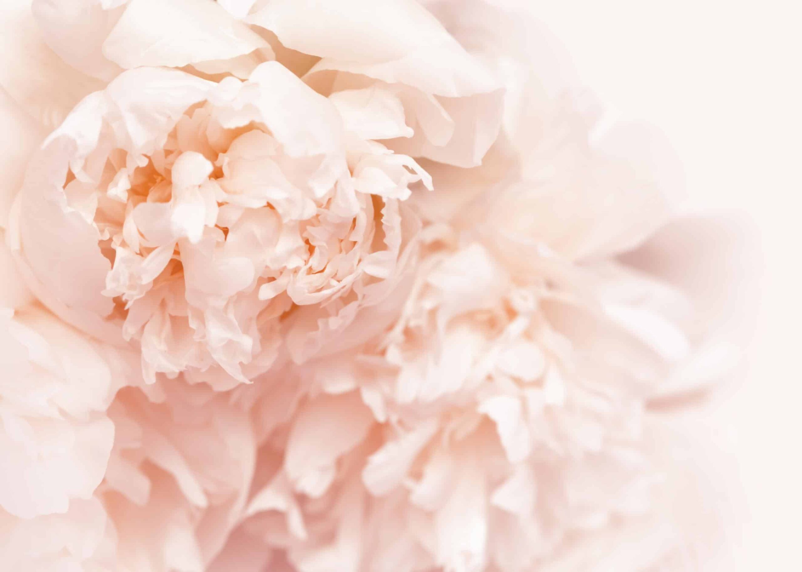 Close-up a pink pastel peony flower flourishing poster