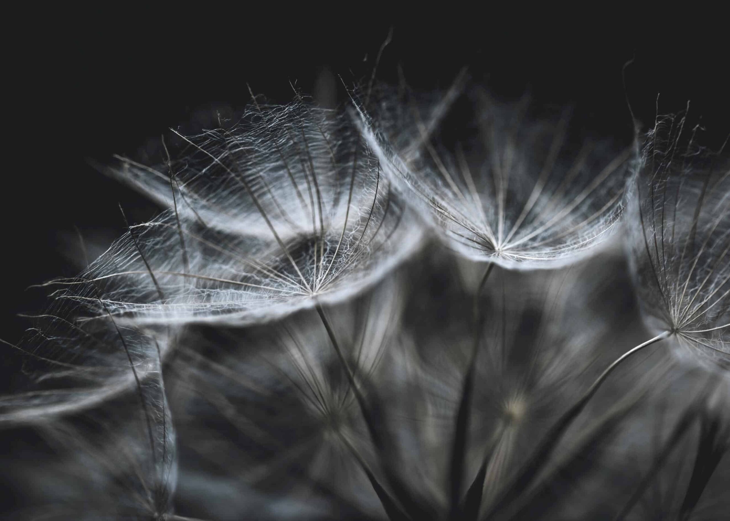 Close-up salsify seed heads black and white poster