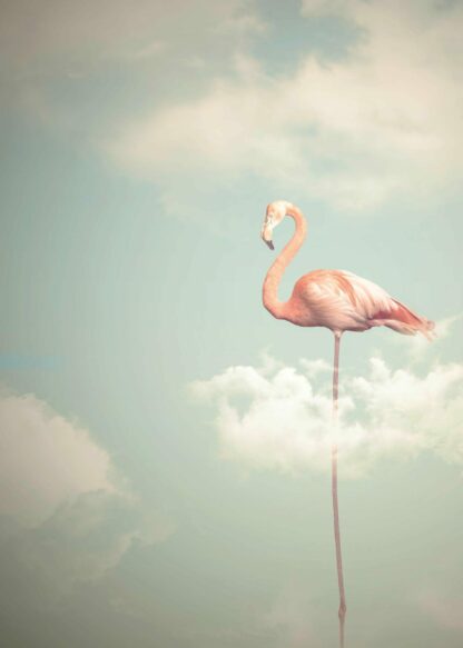 Flamingo with long legs in cloudy sky poster