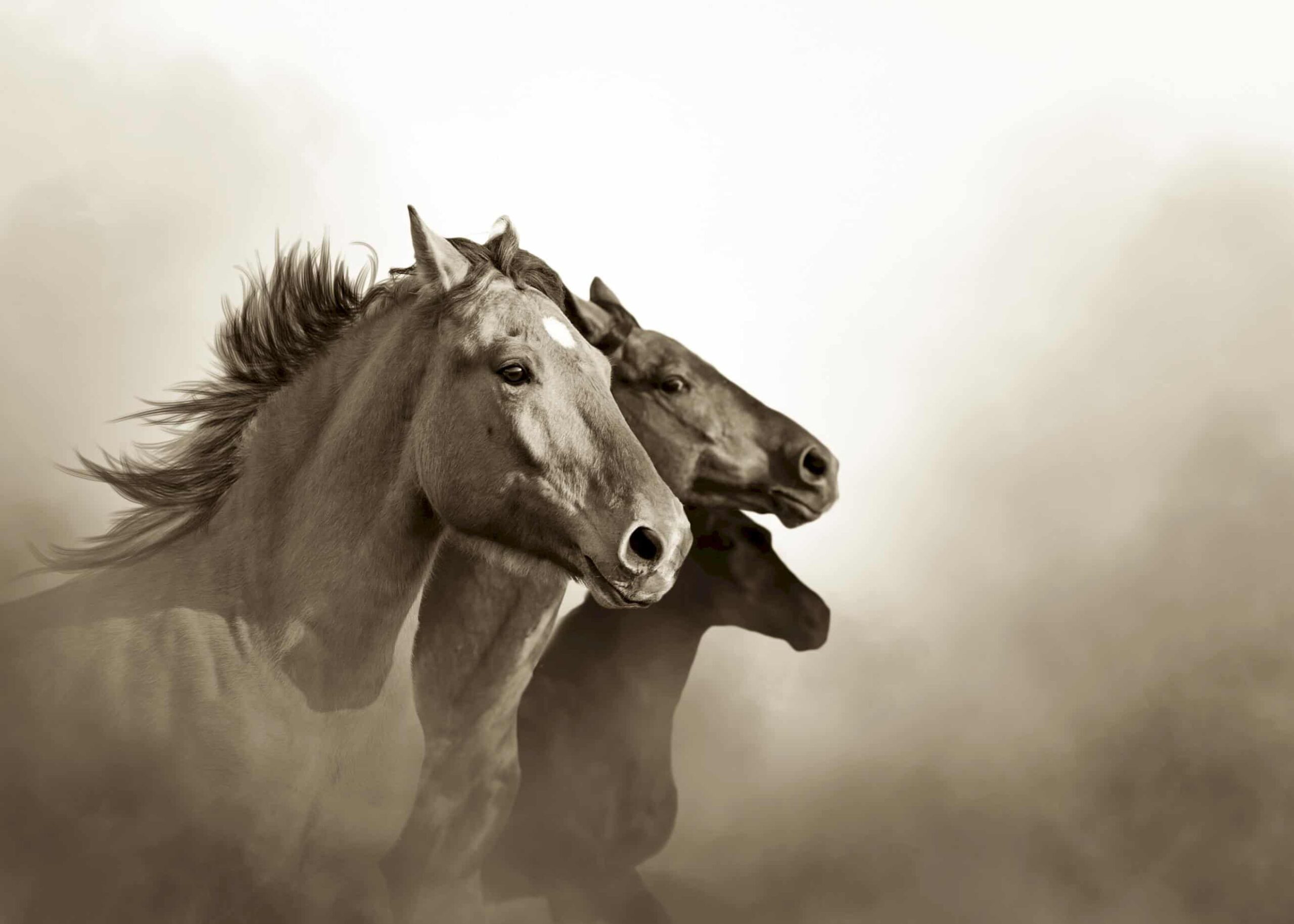 Wild mustang horse portraits poster | Print by Artsy Bucket