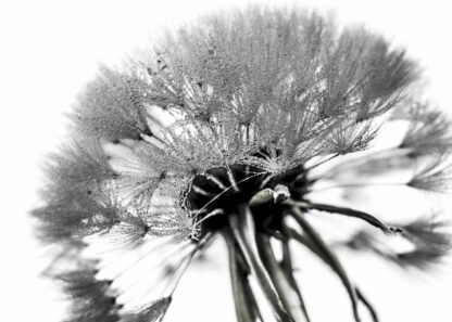 The morning dew on a dandelion flower poster