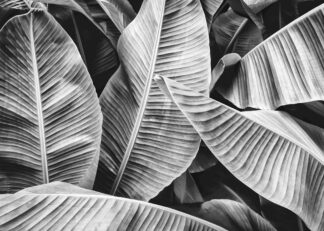 Banana leaf in black and white poster