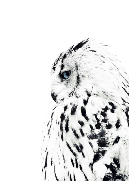 White owl side view poster