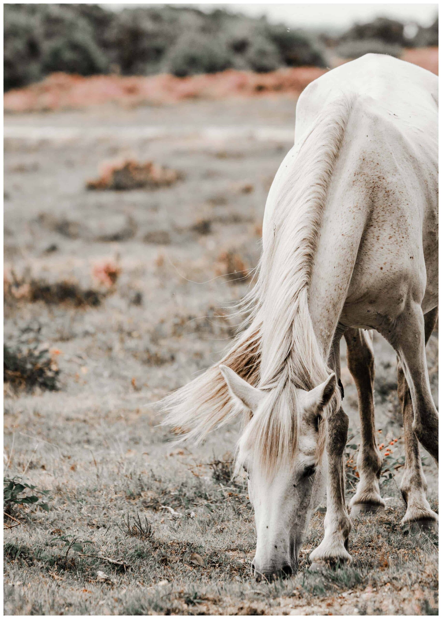 white horse eating poster