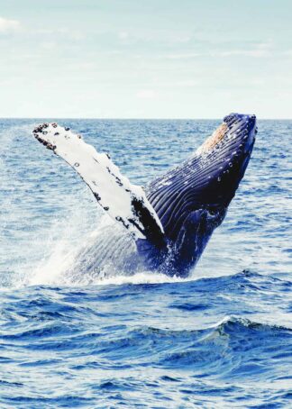 Whale jumping poster