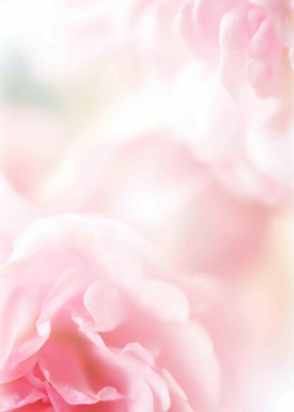 Close-up a roses in soft color style poster