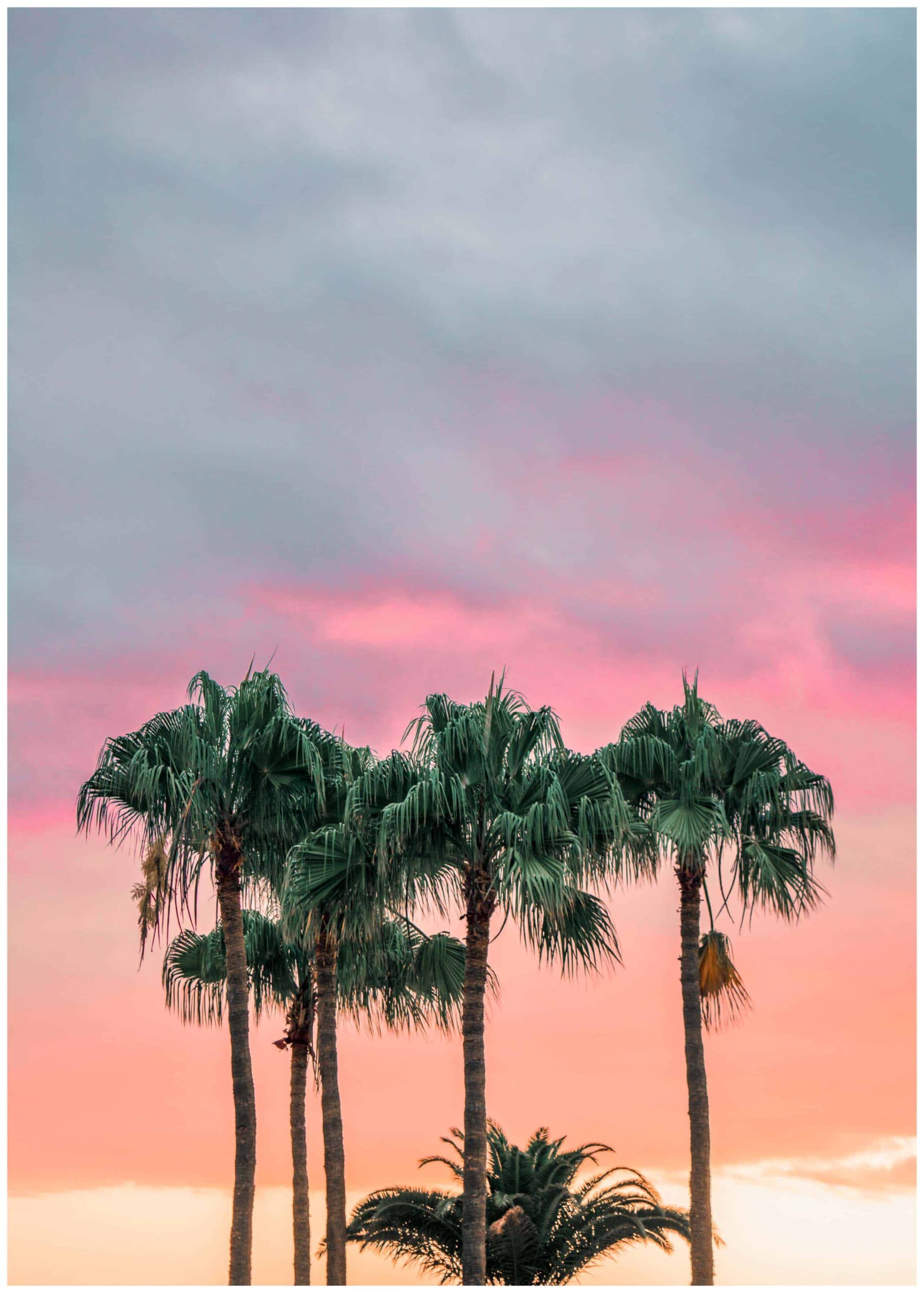 palm trees on sunset poster