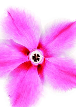 Pink flower head on white background poster