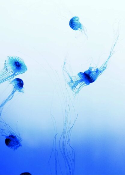 Blue jellyfish poster