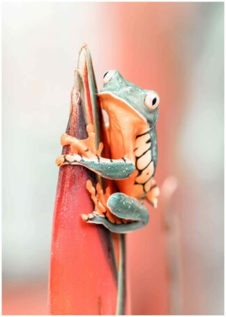 colorful frog poster